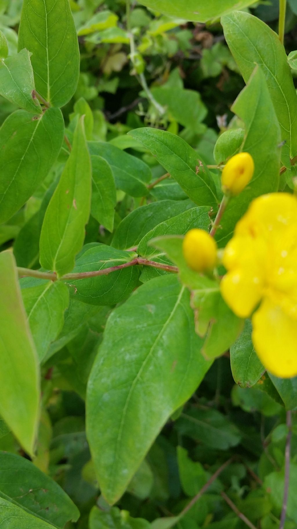 Hypericum androsaemum (Hypericaceae)